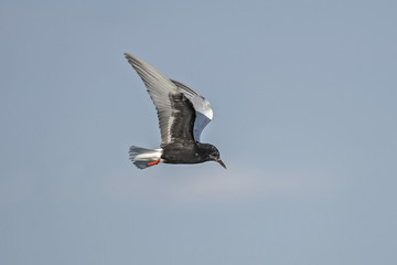 White-winged Tern (Chlidonias leucopterus) in flight