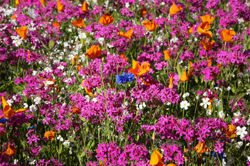 Close up of a colorful wildflower meadow, Kenai Peninsula, Alaska