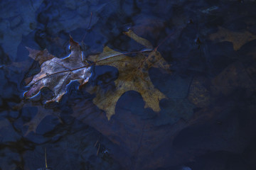 sinking leaves