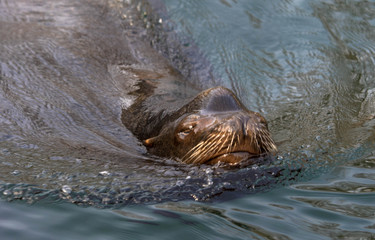 schwimmender Seelöwe