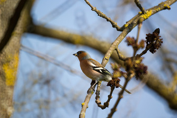 Bird with a bug in its beak on the tree