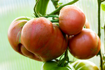 Giant tomatoes growing on the branch