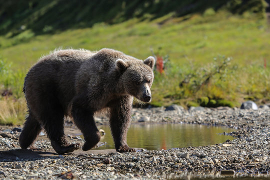 Close up of an Alaskan brown bear (grizzly bear) walking along the riverbank, Moraine Creek, Katmai National Park, Alaska