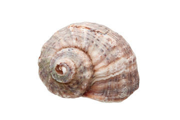 Rapana on a white background.