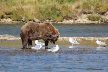 Alaskan brown bear (grizzly bear)standing in the riverbed, scratching its ear, seagullsaround, Moraine Creek, Katmai National Park, Alaska