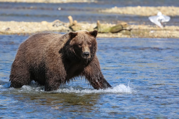 Alaskan brown bear (grizzly bear) standing in the riverbed, looking, seagulls around, Moraine Creek, Katmai National Park, Alaska