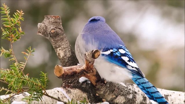 Blue Jay bird (Cyanocitta cristata) perched on birch branch on a very windy winter day 