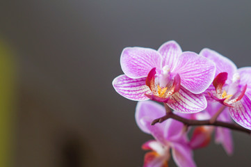 Fototapeta na wymiar Pink orchid flower blossom in a garden