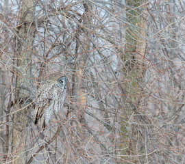 The great grey owl or great gray is a very large bird, documented as the world's largest species of owl by length. Here it is seen searching for prey in Quebec's harsh winter.