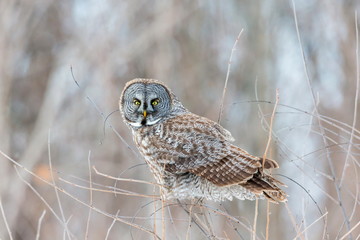 The great grey owl or great gray is a very large bird, documented as the world's largest species of owl by length. Here it is seen searching for prey in Quebec's harsh winter.