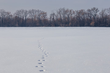 Hare tracks on snow field. Bare forest on snowy horizon. Winter background minimalistic snow texture. Animal mammal presence