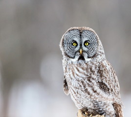 The great grey owl or great gray is a very large bird, documented as the world's largest species of owl by length. Here it is seen searching for prey in Quebec's harsh winter.