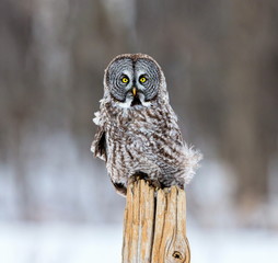 The great grey owl or great gray is a very large bird, documented as the world's largest species of owl by length. Here it is seen searching for prey in Quebec's harsh winter.