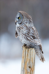 The great grey owl or great gray is a very large bird, documented as the world's largest species of owl by length. Here it is seen searching for prey in Quebec's harsh winter.