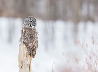 The great grey owl or great gray is a very large bird, documented as the world's largest species of owl by length. Here it is seen searching for prey in Quebec's harsh winter.