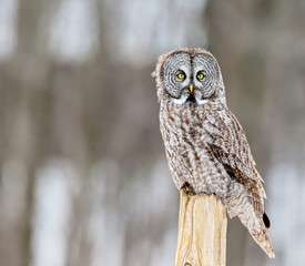 The great grey owl or great gray is a very large bird, documented as the world's largest species of...