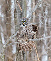 The great grey owl or great gray is a very large bird, documented as the world's largest species of owl by length. Here it is seen searching for prey in Quebec's harsh winter.
