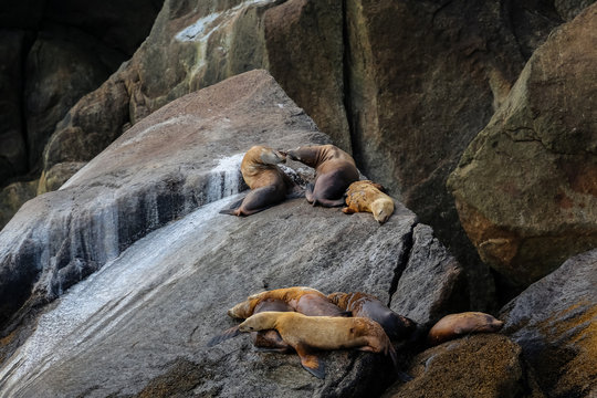 Group of Stellar sea lions resting on rocks, Kenai Fjords National Park, Alaska