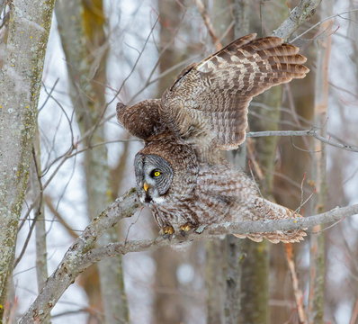 The great grey owl or great gray is a very large bird, documented as the world's largest species of owl by length. Here it is seen searching for prey in Quebec's harsh winter.