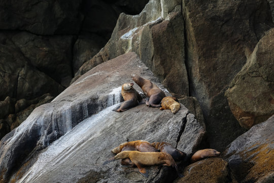 Group of Stellar sea lions resting on rocks, Kenai Fjords National Park, Alaska