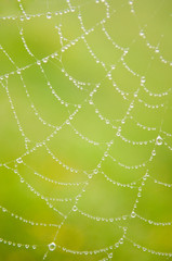 tela con roc&iacute;o