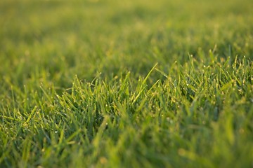 Green Grass Field