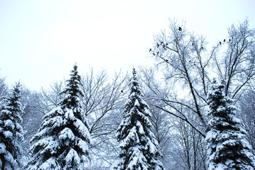 деревья в снегу