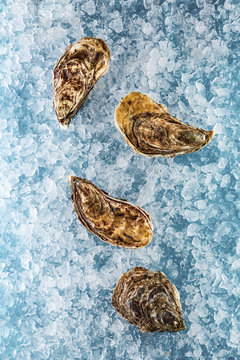 oysters on ice