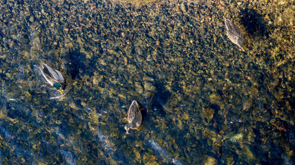 Three wild ducks floating on shallow lake