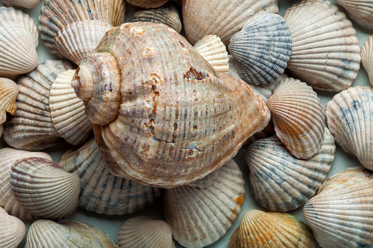 The sea cockleshell filled texture.