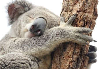 Mother koala isolated on white