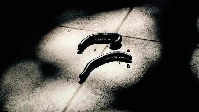 Two ugly centipedes crawling in a spot light on the ground, darkness all around. Scary scene.
