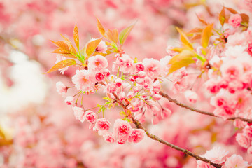 Spring Background. Blossom tree .Spring flowers