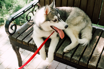 Siberian husky dog with blue eyes stands and looks ahead. City on the background. © dashamuller