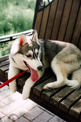 Siberian husky dog with blue eyes stands and looks ahead. City on the background.