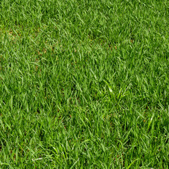 Green grass background. Grass texture