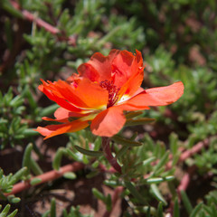 Orange Succulent flower