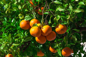 Orange tree. ripe tangerines growing on a tree