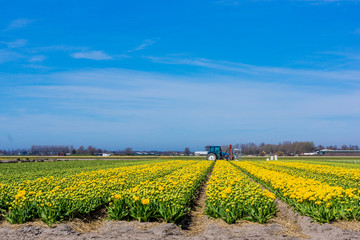 Fototapeta na wymiar tulip field in the Netherlands. Landscape with tulips