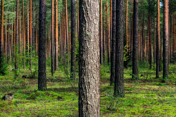 Pine tree forest in summer