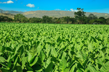 Fototapeta na wymiar tobacco plants on field from Esteli, Nicaragua