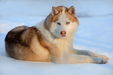 Portrait of the Siberian Husky dog brown color with blue eyes in winter