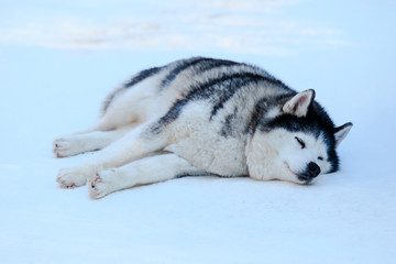 Sleeping  Siberian Husky dog black and white color in winter