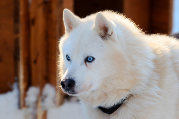 Obraz premium Portrait of the Siberian Husky dog white color with blue eyes in winter.