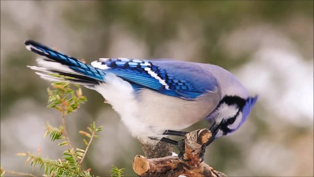 Blue Jay bird (Cyanocitta cristata) perched on birch in windy winter day facing right and eating seeds