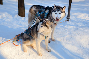 Two siberian Husky dogs black and white colour in winter.