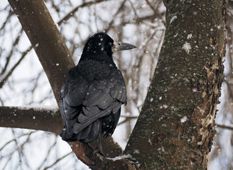 Black raven sitting at the tree at snowfall