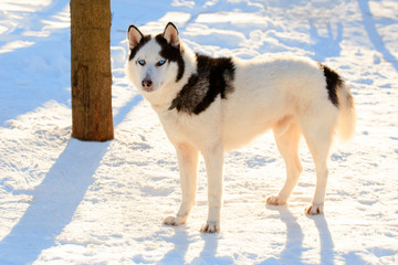 Portrait of the Siberian Husky dog black and white color with blue eyes in winter.