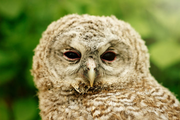 cute sweet owl with grey and brown feathers with funny look on n