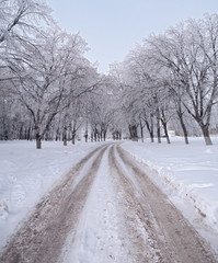 Obraz premium Frozen winter trees near the road